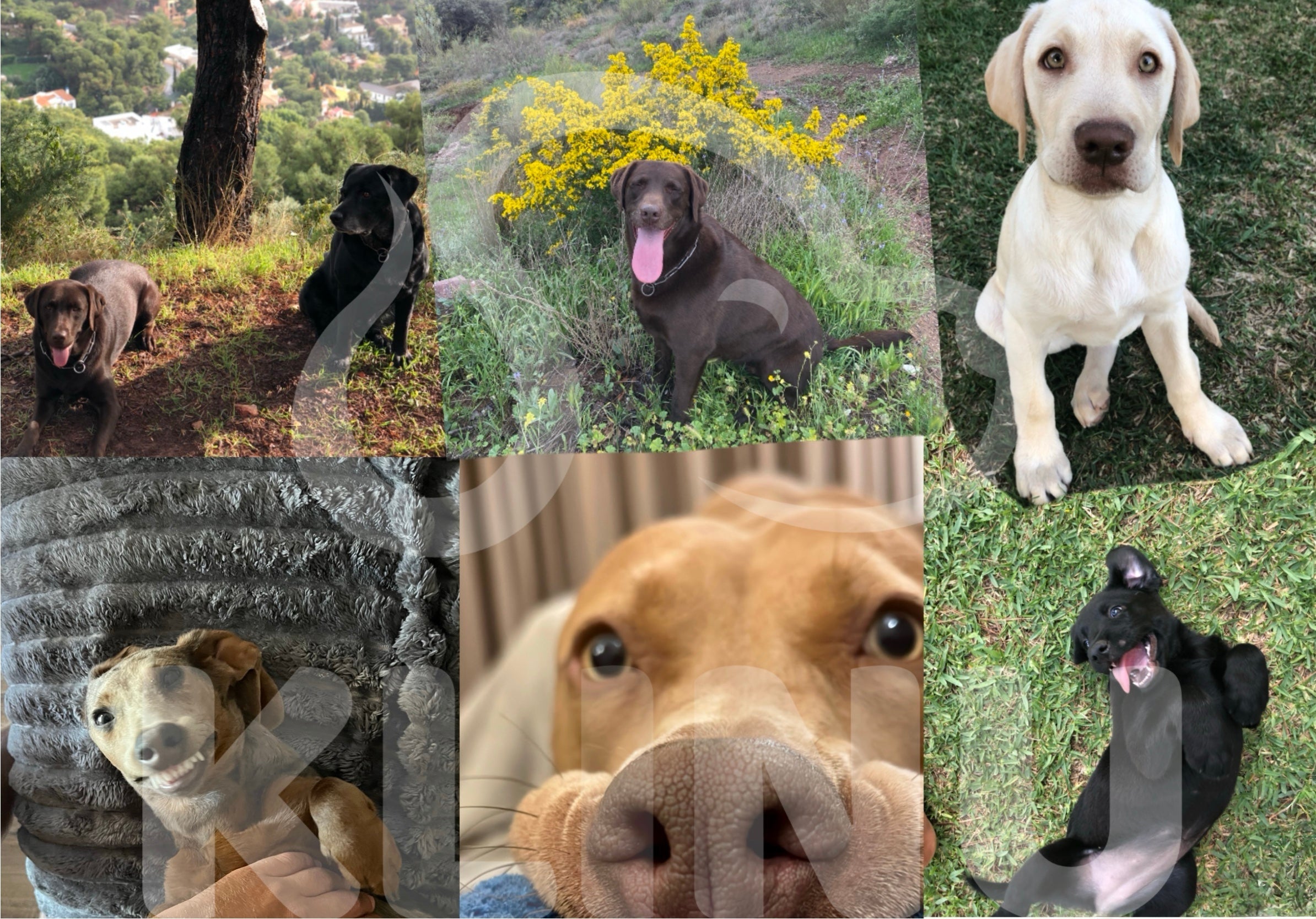 La historia de KLINU: La marca que ha creado el accesorio que cambiará la forma de pasear perros en la ciudad